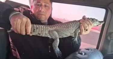 تمساح الزوامل - ترندات مصر