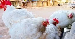 أسعار الفراخ البيضاء اليوم الآن - ترندات مصر