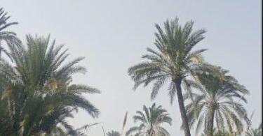 درجات الحراره - تفاصيل الخبر