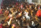 اسعار الفراخ البيضاء اليوم - تفاصيل الخبر