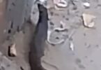 النمس المصري - تفاصيل الخبر