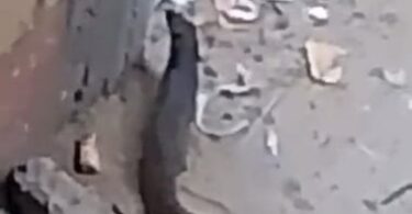 النمس المصري - تفاصيل الخبر