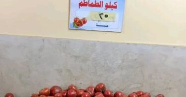 طماطم - تفاصيل الخبر