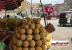طماطم - تفاصيل الخبر