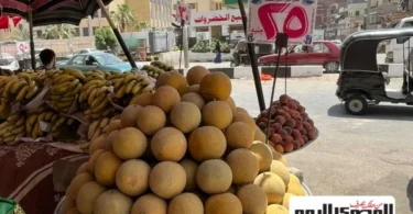 طماطم - تفاصيل الخبر
